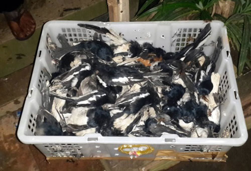 Scorpion Insists MoEF to Immediately Release 1,300 Smuggled Birds From Malaysia (November 25, 2016)